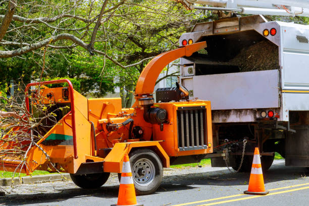 Best Tree Root Removal  in Tampa, FL